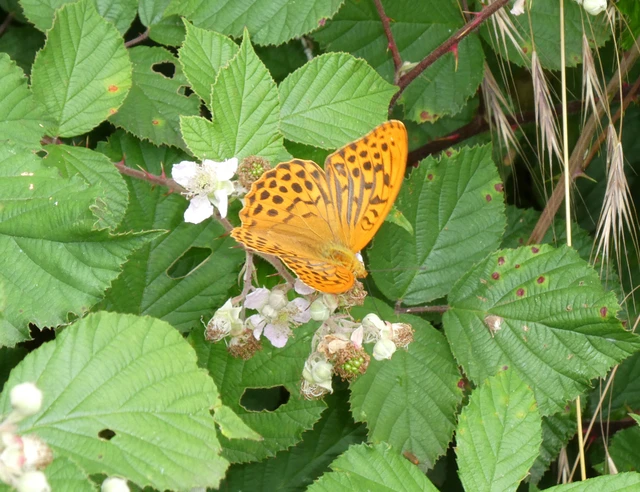 Argynnis paphia - nagy gyöngyházlepke
