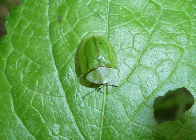 Cassida viridis - zöld pajzsbogár