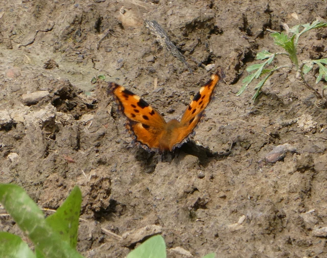 Nymphalis polychloros - nagy rókalepke