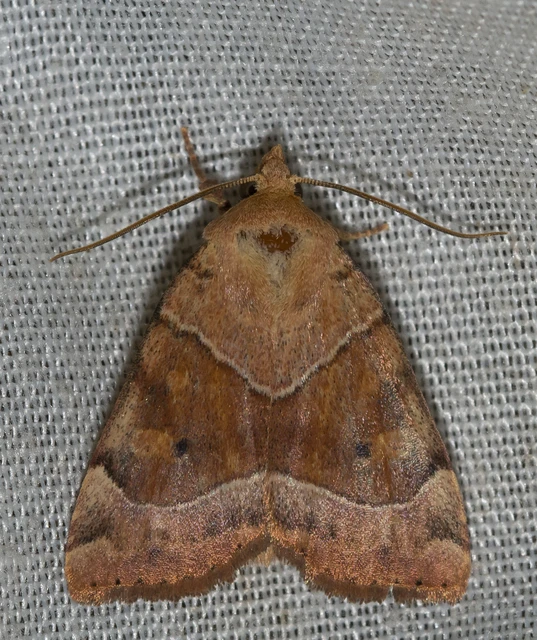 Cosmia trapezina - közönséges lombbagoly