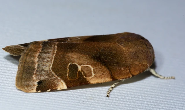 Noctua fimbriata - szélessávú sárgafűbagoly