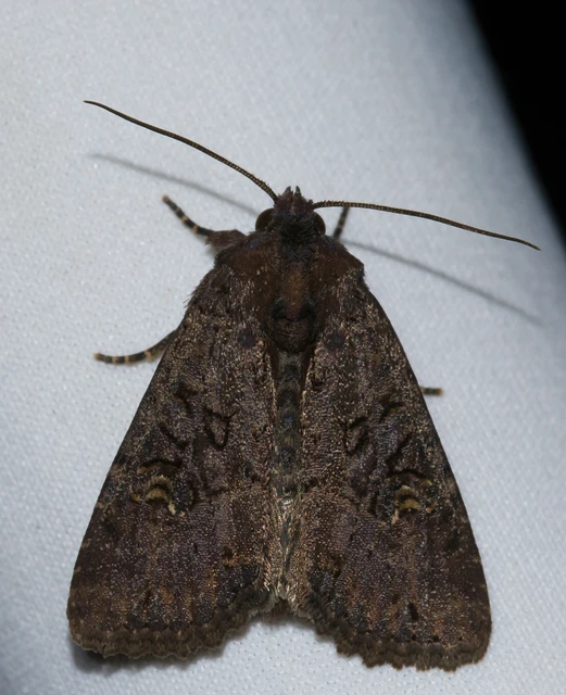 Mesapamea secalella/secalis
