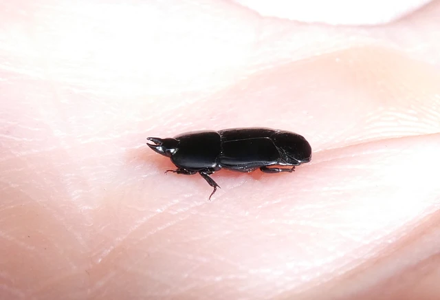 Hololepta plana - lemez-sutabogár