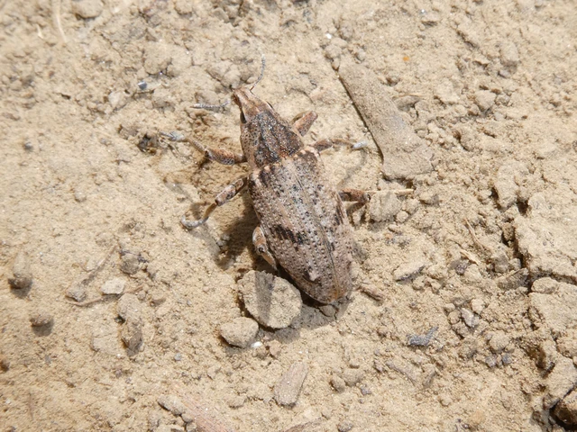 Asproparthenis punctiventris - lisztes répabarkó