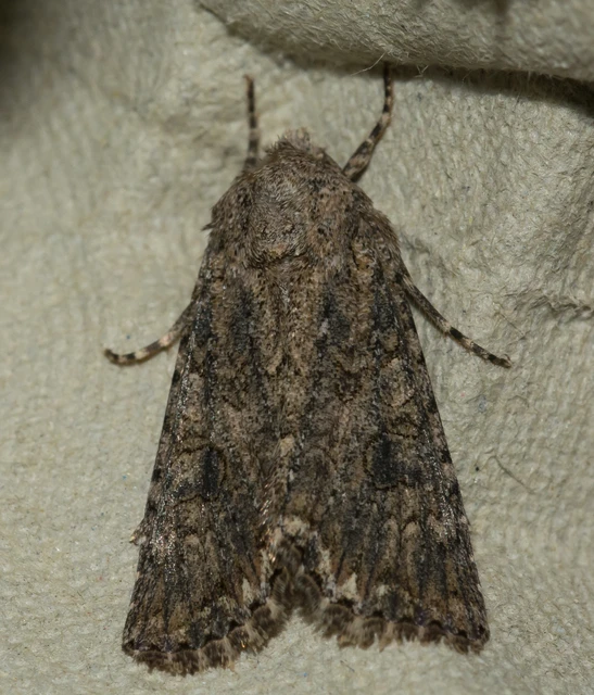 Hadula trifolii - lóherebagoly