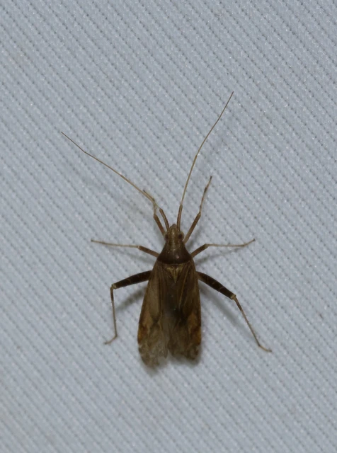 Phytocoris