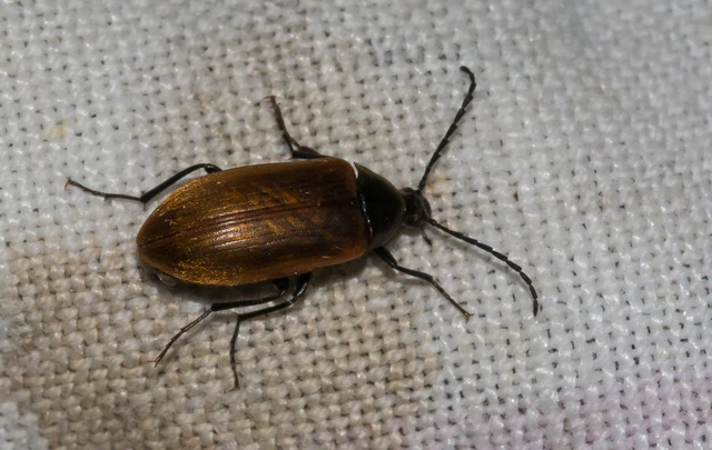 Pseudocistela ceramboides - narancssárga alkonybogár