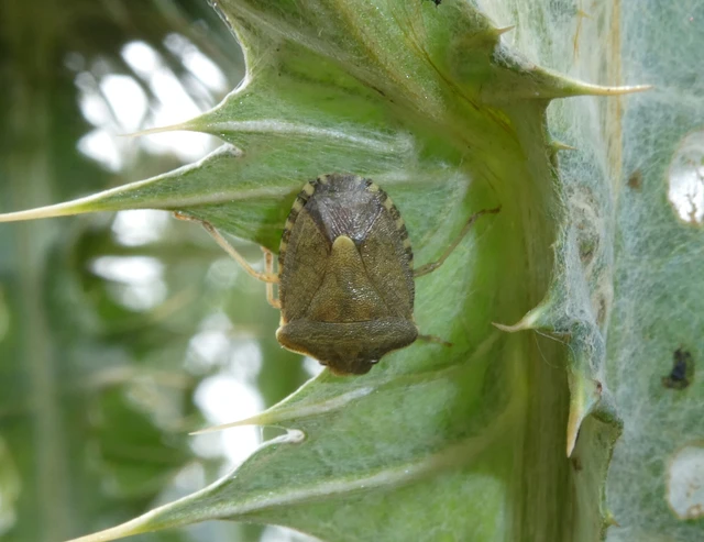 Peribalus strictus - tavaszi címerespoloska