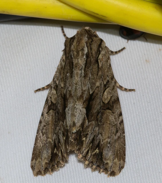 Apamea monoglypha - nagy dudvabagoly