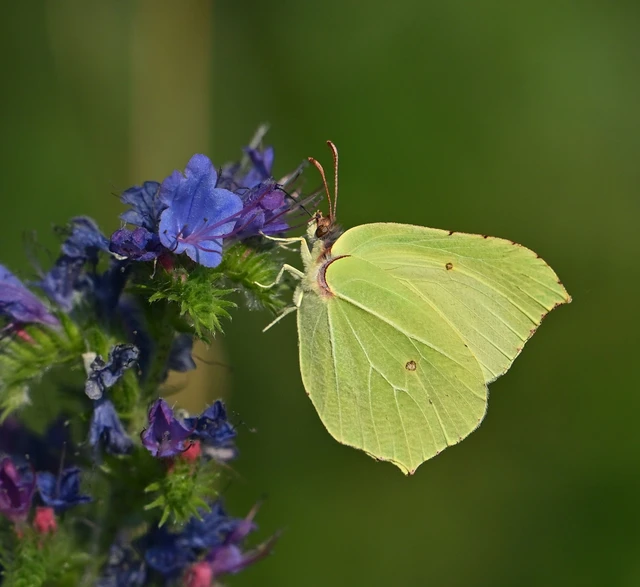 Gonepteryx rhamni - citromlepke