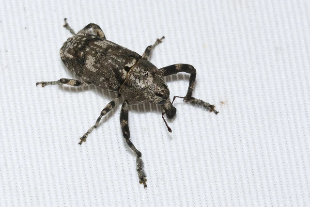 Gasterocercus depressirostris - laposorrú ormányos