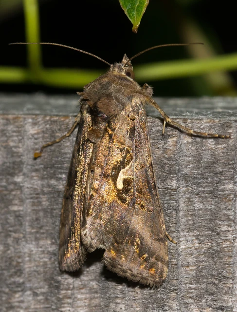 Autographa gamma - gammalepke