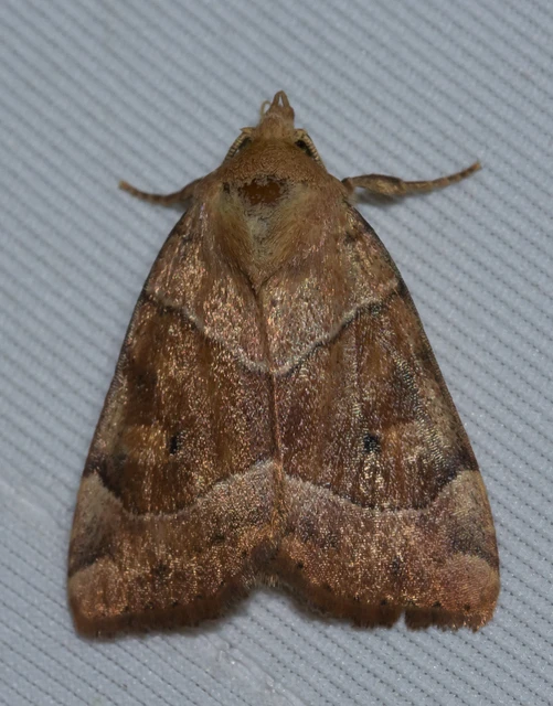 Cosmia trapezina - közönséges lombbagoly