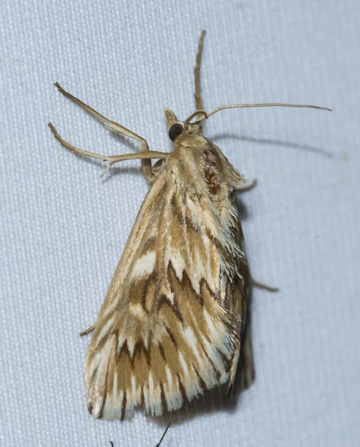 Cynaeda dentalis - gyakori ciframoly