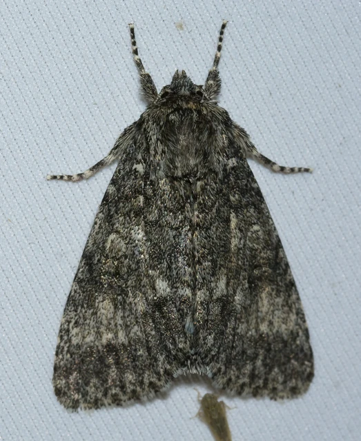 Acronicta megacephala - nagyfejű szigonyosbagoly