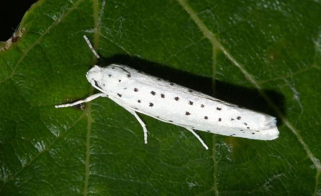 Yponomeuta
