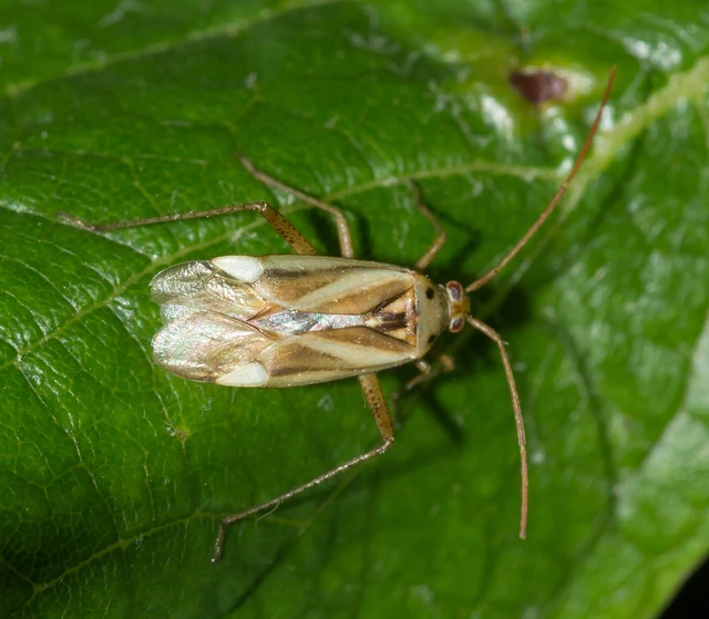 Adelphocoris lineolatus - lucernapoloska