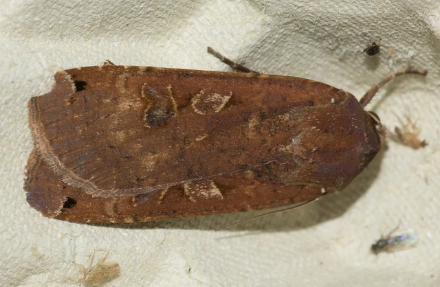 Noctua pronuba - nagy sárgafűbagoly