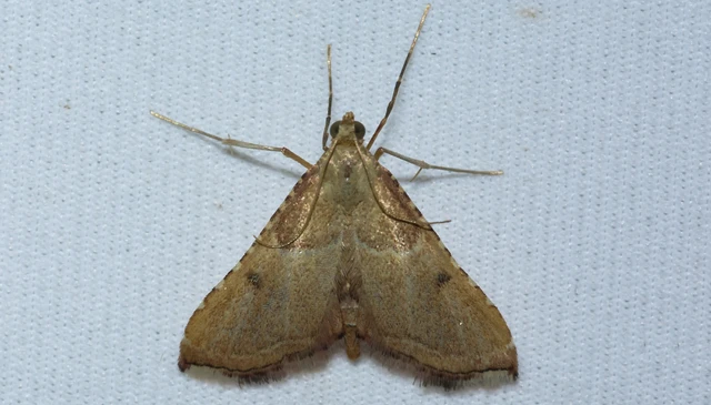 Endotricha flammealis - tüzesszárnyú fényilonca