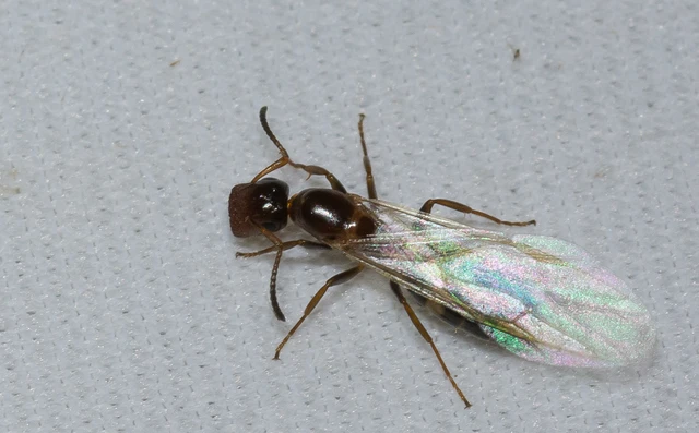 Colobopsis truncata - kapushangya