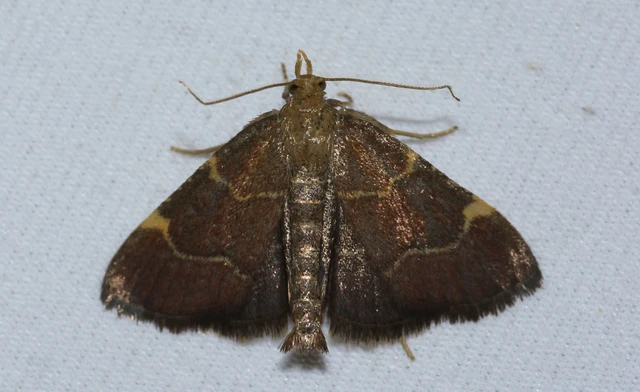 Hypsopygia rubidalis - vörös fényilonca