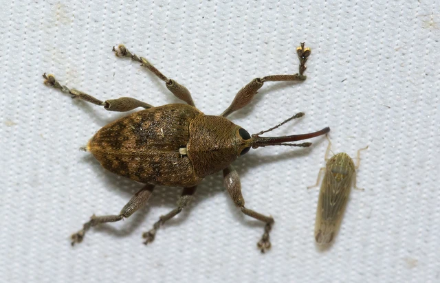 Curculio venosus - tarajos zsuzsóka