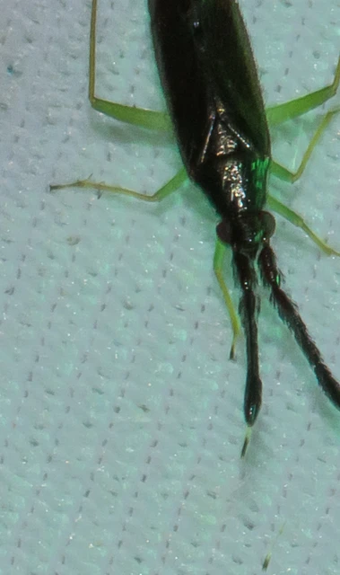 Heterotoma merioptera/planicornis
