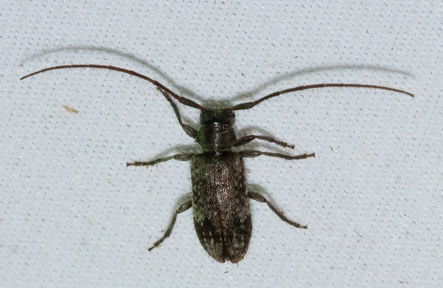 Exocentrus adspersus - tölgyfa-rőzsecincér