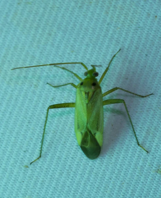 Adelphocoris lineolatus - lucernapoloska