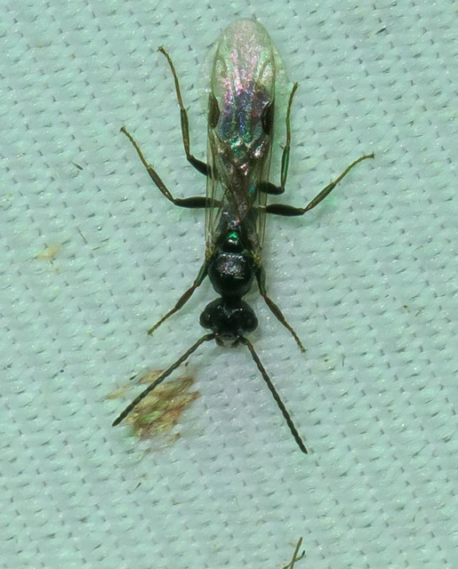 Dolichoderus quadripunctatus - négypettyes erdeihangya