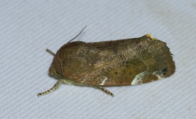 Cosmia affinis - barna lombbagoly