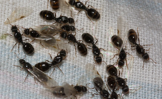 Tetramorium