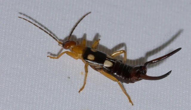 Forficula smyrnensis - szmirnai fülbemászó