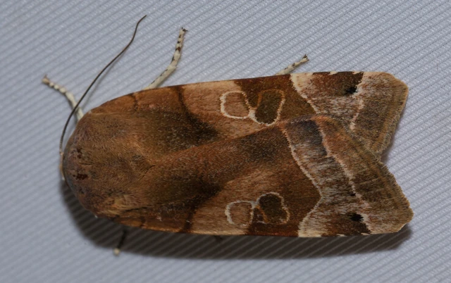 Noctua fimbriata - szélessávú sárgafűbagoly