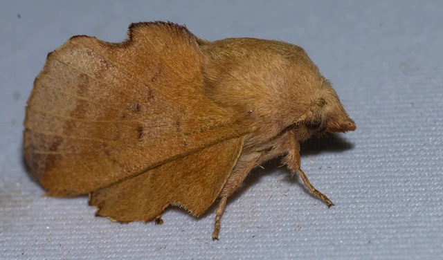 Phyllodesma tremulifolia - nyárlevélpohók