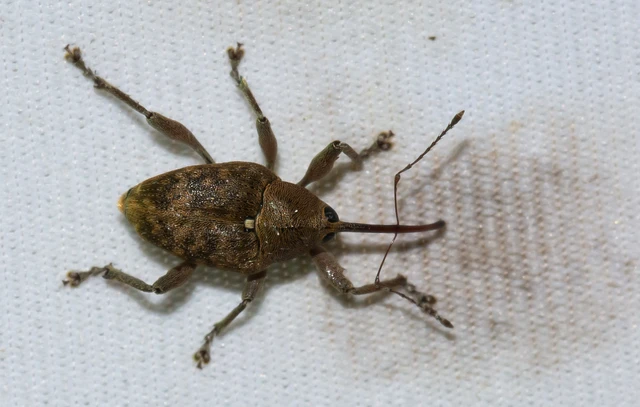Curculio venosus - tarajos zsuzsóka