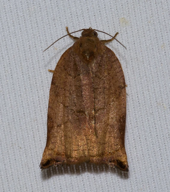 Archips podana - dudvarágó sodrómoly