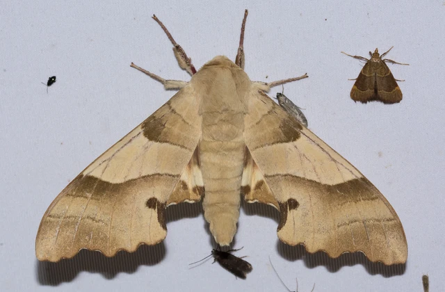Marumba quercus - tölgyfaszender