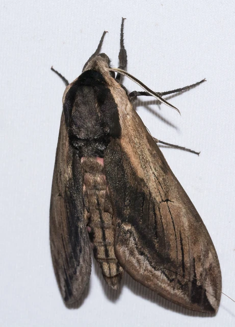 Sphinx ligustri - fagyalszender