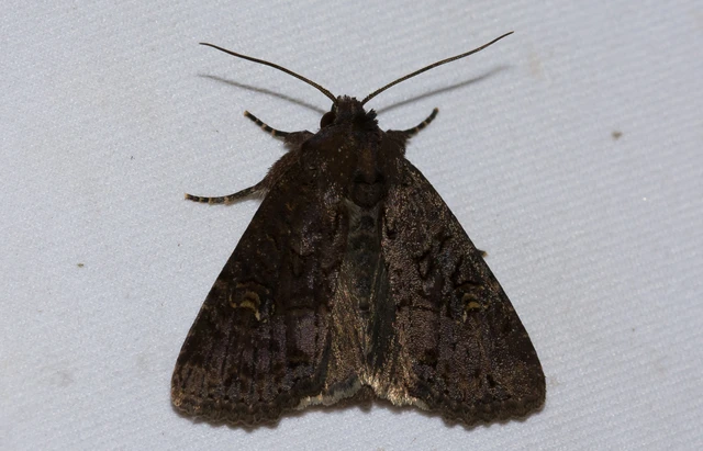 Mesapamea secalella/secalis