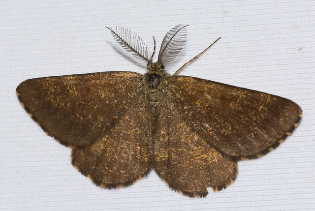 Ematurga atomaria - barna rétiaraszoló