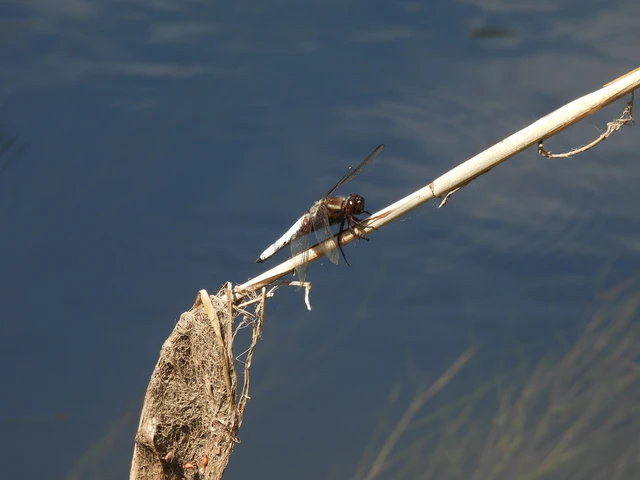Libellula depressa - széles laposacsa