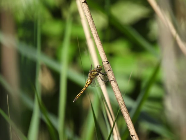 Orthetrum cancellatum - feketefarkú pásztorszitakötő