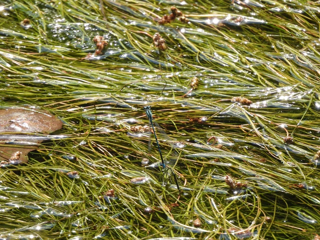 Coenagrion puella - azúrkék légivadász