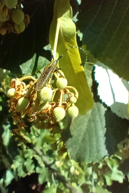 Agapanthia villosoviridescens - fehérgyűrűs bogáncscincér