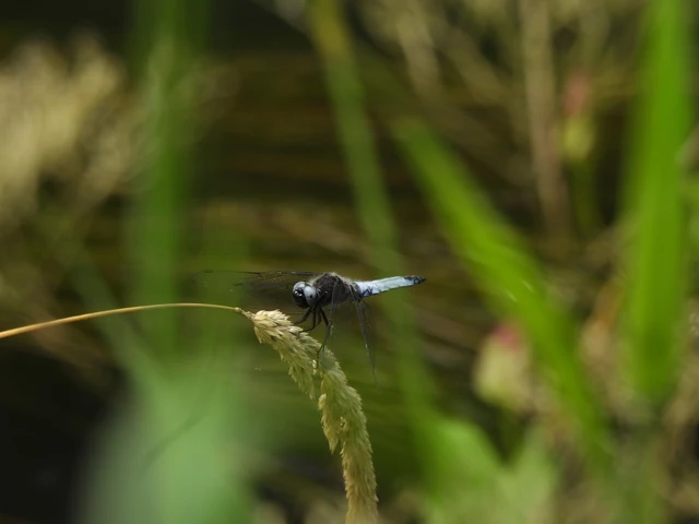 Libellula fulva - kisfoltos laposacsa