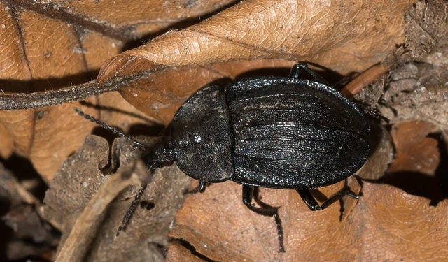 Phosphuga atrata - bordás csigarabló Phosphuga atrata - bordás csigarabló