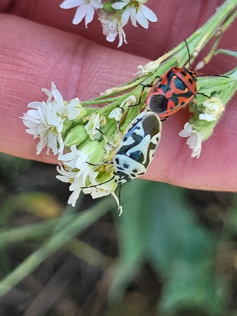 Eurydema ornata - díszespoloska Eurydema ornata - díszespoloska