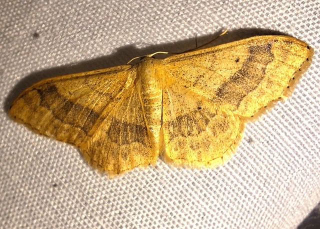 Idaea aversata - nagy sávosaraszoló