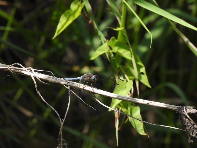 Orthetrum coerulescens - karcsú pásztorszitakötő